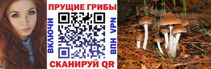 Псилоцибиновые грибы Psilocybine cubensis  Купить  Облучье 